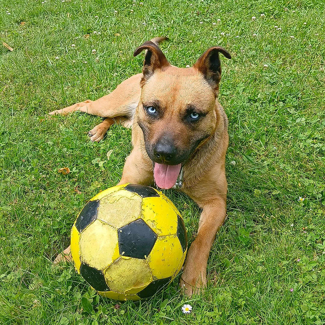 Kaïra participe au concours pour gagner de l'argent avec cette photo : alloywheel, animal, ball, car, carwheel, football, grass, machine, plant, soccer, soccerball, sphere, spoke, sport, tennis, tennisball, tire, transportation, vehicle, wheel