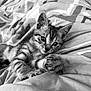 Rocky participe au concours pour gagner de l'argent avec cette photo : kitten, cat, pet, animal, black_and_white, playful, paws, fur, whiskers, bed, blanket, cozy, cute, young, striped, lying_down, indoor, close_up, curious, ears