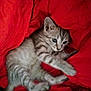Rocky a rejoint le concours — aidez-le/la à gagner de superbes lots ! kitten, cat, animal, pet, feline, curious, cozy, blanket, red, soft, fur, young, cute, whiskers, paws, indoor, resting, playful, striped, small