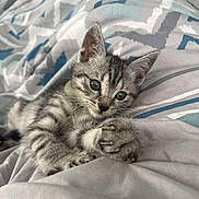 Rocky a rejoint le concours — aidez-le/la à gagner de superbes lots ! kitten, cat, gray_tabby, bed, blanket, claws, cute, feline, pet, indoor, resting, young_animal, fur, whiskers, sleepy, paws, closeup, striped, playful, cozy