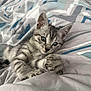 kitten, cat, gray_tabby, bed, blanket, claws, cute, feline, pet, indoor, resting, young_animal, fur, whiskers, sleepy, paws, closeup, striped, playful, cozy