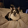 Rocky joined the competition — help win amazing prizes! animal, bed, blanket, cat, comfort, cozy, cute, domestic, ears, feline, fur, indoor, mammal, pet, relaxed, resting, sleepy, texture, whiskers, yellow_eyes