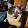 Rocky joined the competition — help win amazing prizes! animal, appliance, cat, close_up, cozy, domestic, feline, furniture, grey_fur, household, indoor, kitchen, pet, portrait, relaxed, resting, soft_lighting, whiskers, white_fur, yellow_eyes