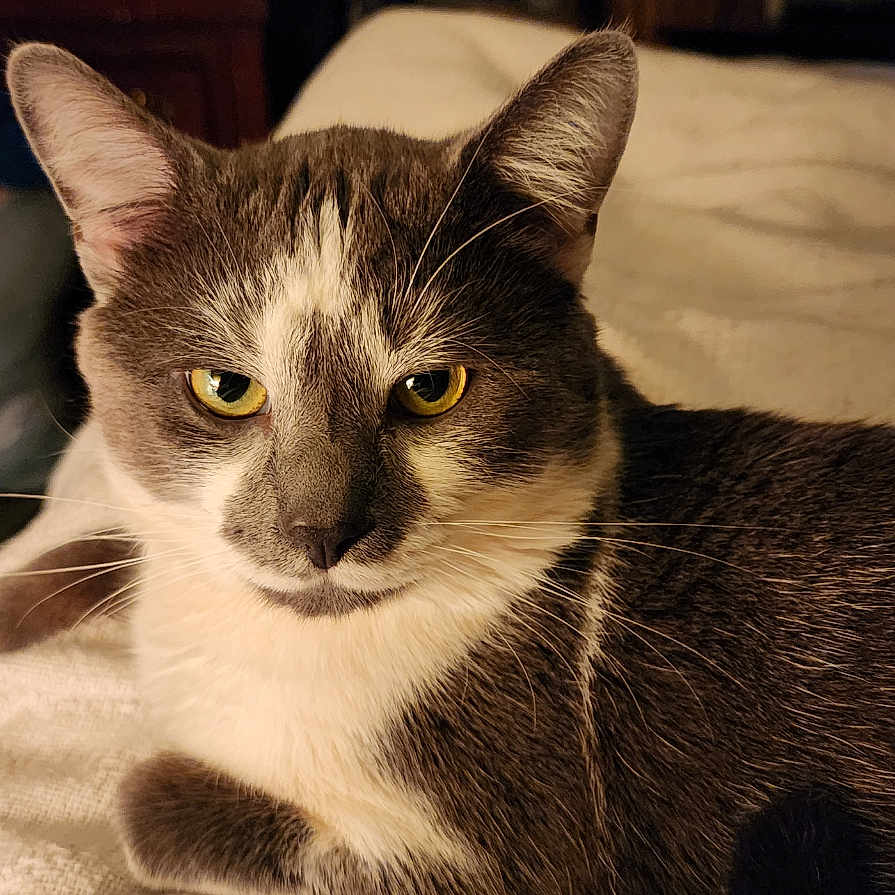 Rocky