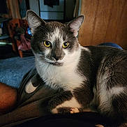 Rocky is registered to the contest to win money with this photo: animal, cat, closeup, companion, cozy, cute, domestic, feline, fur, gray_and_white, household, indoor, lap, pet, portrait, relaxed, resting, soft_light, wood_paneling, yellow_eyes