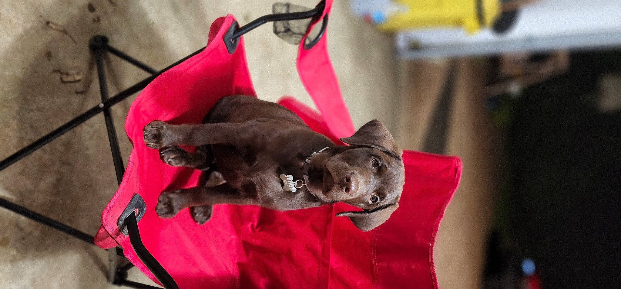 Coop joined the competition — help win amazing prizes! canidae, carmine, carnivore, collar, comfort, companion_dog, dog, dog_breed, event, fawn, felidae, fur, leash, linens, magenta, pet_supply, small_to_medium_sized_cats, snout, sporting_group, whiskers