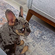 Remy joined the competition — help win amazing prizes! dog, puppy, french_bulldog, merle, indoor, carpet, couch, floor, pet, animal, side_eye, ears, sitting, curious, brown, gray, blue_eye, cute, small_dog, domestic_animal