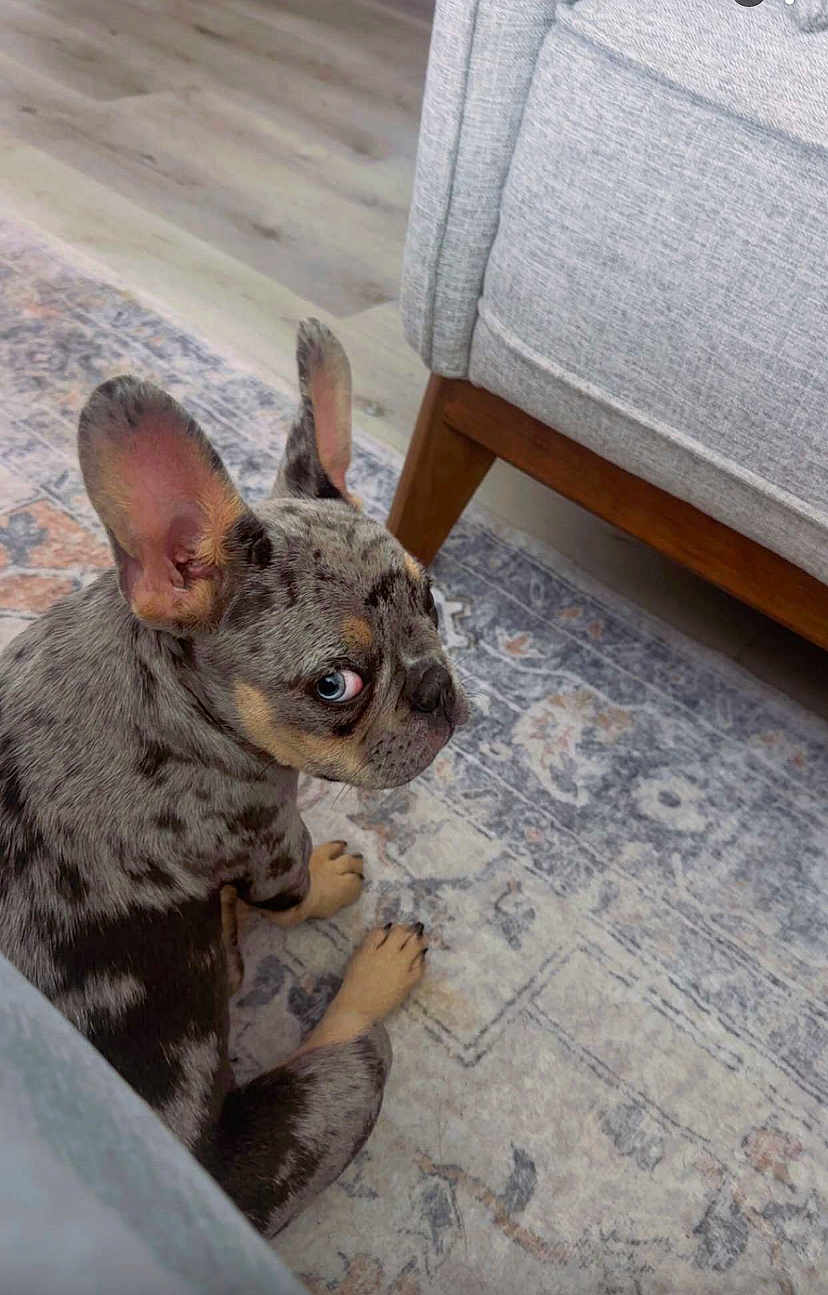 Remy joined the competition — help win amazing prizes! dog, puppy, french_bulldog, merle, indoor, carpet, couch, floor, pet, animal, side_eye, ears, sitting, curious, brown, gray, blue_eye, cute, small_dog, domestic_animal
