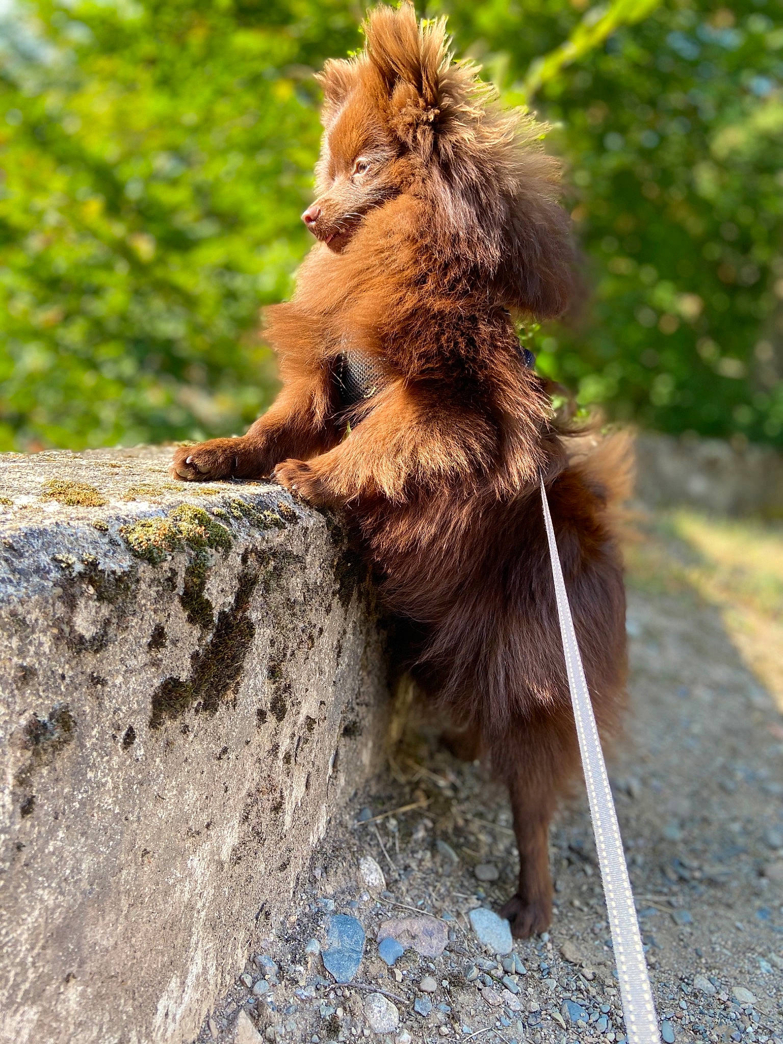 Chocapic participe au concours pour gagner de l'argent avec cette photo : canidae, carnivore, fawn, finnish_spitz, german_spitz, german_spitz_klein, mammal, organism, spitz, tail, wildlife