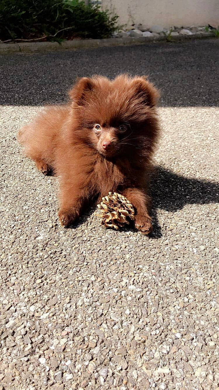 Chocapic participe au concours pour gagner de l'argent avec cette photo : canidae, carnivore, companion_dog, dog, dog_breed, fawn, german_spitz, german_spitz_klein, german_spitz_mittel, mammal, non_sporting_group, pomeranian, puppy, spitz, sporting_group, toy_dog, vertebrate, volpino_italiano