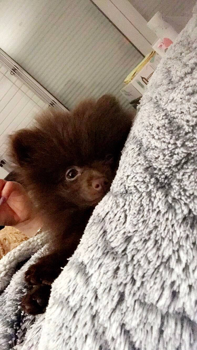 Chocapic a rejoint le concours — aidez-le/la à gagner de superbes lots ! canidae, dog_breed, fawn, mammal, new_world_monkey, pomeranian, primate