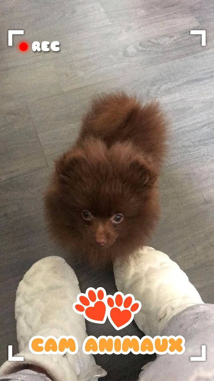 Chocapic a rejoint le concours — aidez-le/la à gagner de superbes lots ! canidae, carnivore, companion_dog, dog, dog_breed, liver, non_sporting_group, photo_caption, pomeranian, puppy, shih_tzu, spitz, toy_dog