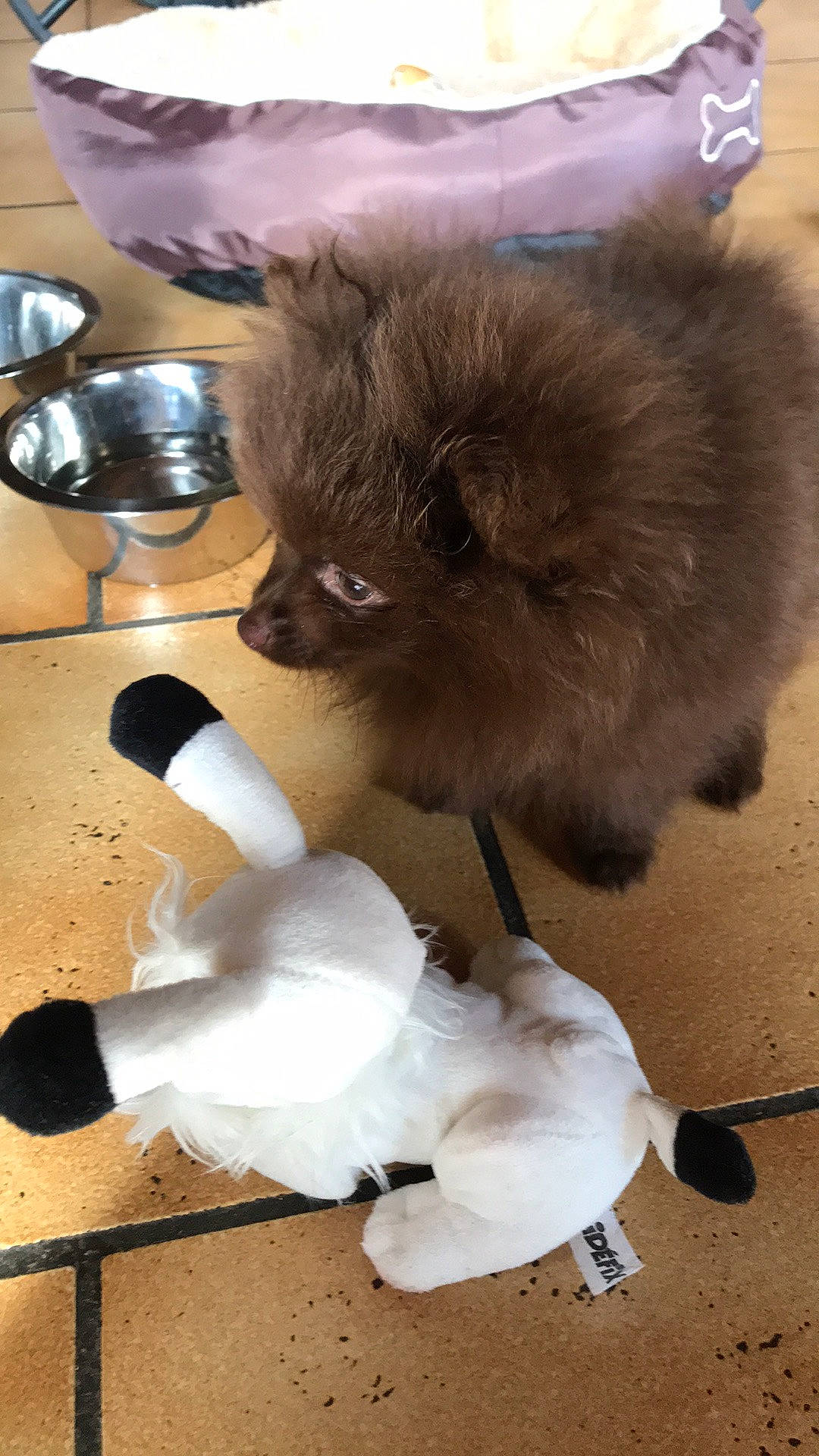 Chocapic a rejoint le concours — aidez-le/la à gagner de superbes lots ! canidae, carnivore, companion_dog, dog, dog_breed, fawn, german_spitz, german_spitz_klein, german_spitz_mittel, mammal, non_sporting_group, pomeranian, puppy, spitz, toy_dog