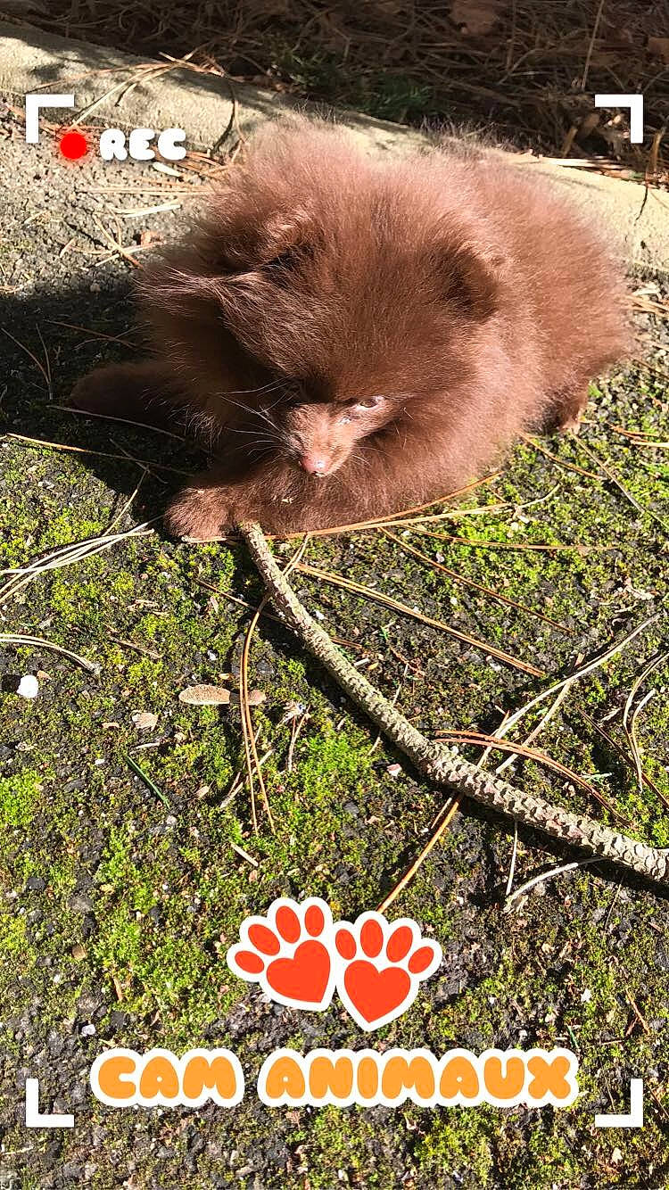 Chocapic participe au concours pour gagner de l'argent avec cette photo : canidae, carnivore, fur, photo_caption, pomeranian, spitz