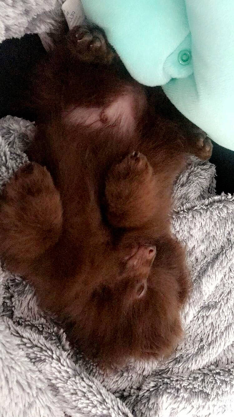 Chocapic participe au concours pour gagner de l'argent avec cette photo : canidae, carnivore, cat, felidae, fur, kitten, liver, skin, small_to_medium_sized_cats, tail