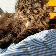 Le Penven Chrystele a rejoint le concours — aidez-le/la à gagner de superbes lots ! cat, tabby, fluffy, sleeping, sunlight, pillow, striped, cozy, relaxed, indoor, pet, feline, whiskers, brown, fur, closeup, bench, cushion, resting, comfort