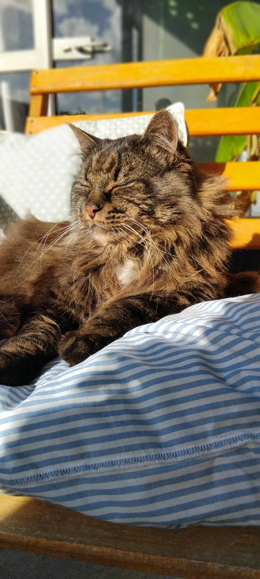 Le Penven Chrystele a rejoint le concours — aidez-le/la à gagner de superbes lots ! cat, tabby, fluffy, sleeping, sunlight, pillow, striped, cozy, relaxed, indoor, pet, feline, whiskers, brown, fur, closeup, bench, cushion, resting, comfort