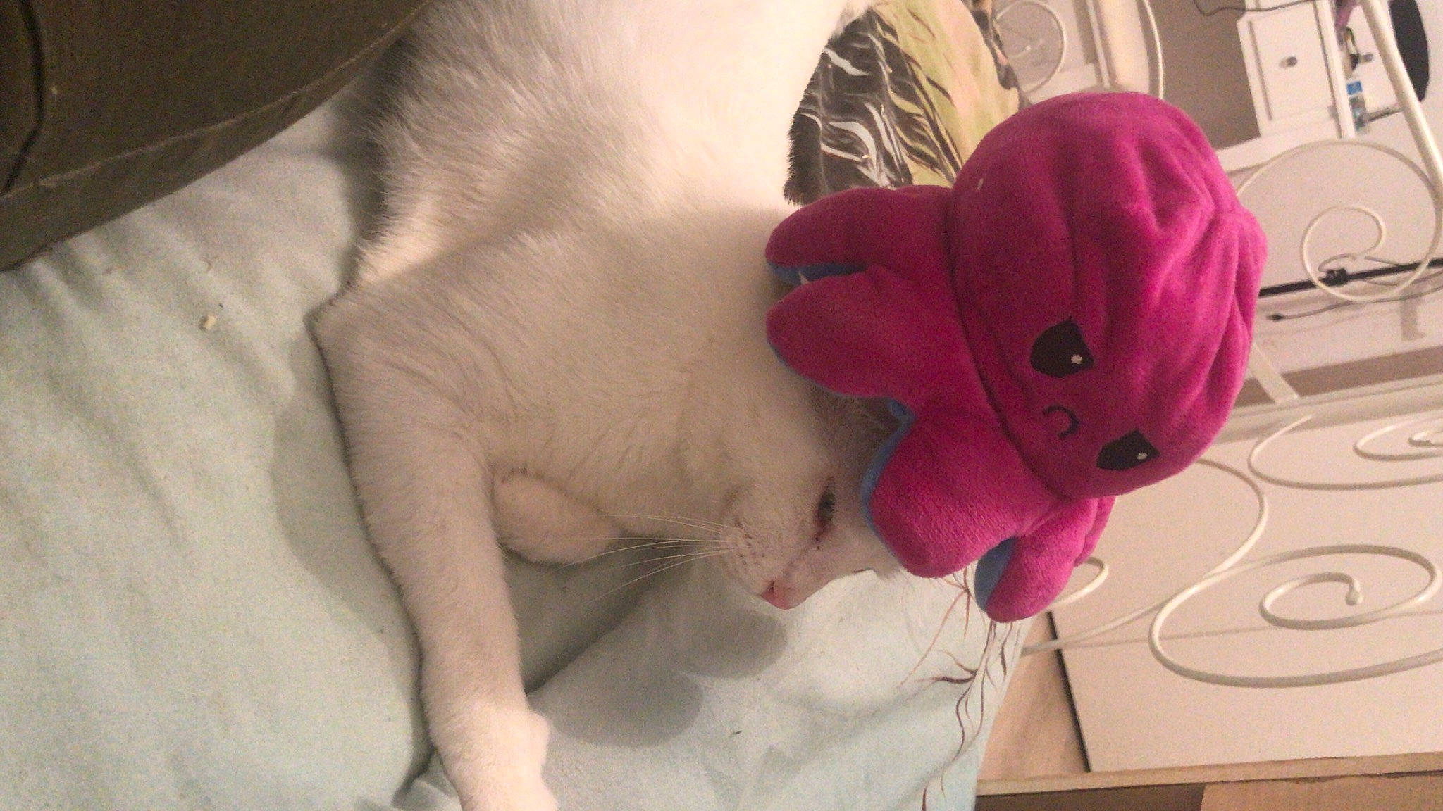 Bibou participe au concours pour gagner de l'argent avec cette photo : carnivore, cat, claw, comfort, costume_accessory, fawn, felidae, fictional_character, fur, nap, paw, pink, plush, sleep, small_to_medium_sized_cats, stuffed_toy, teddy_bear, terrestrial_animal, toy, whiskers