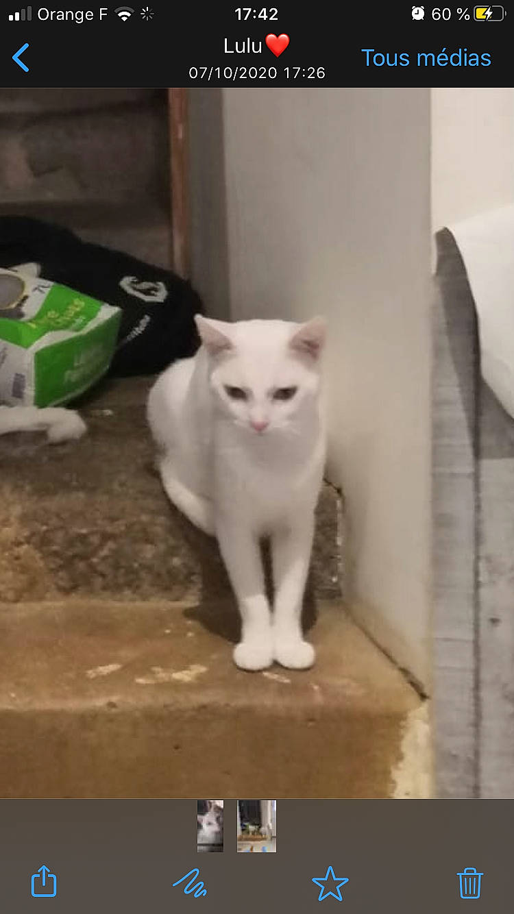 Bibou a rejoint le concours — aidez-le/la à gagner de superbes lots ! box, carnivore, cat, domestic_short_haired_cat, felidae, fur, pet_supply, shipping_box, small_to_medium_sized_cats, tail, turkish_angora, vertebrate, whiskers