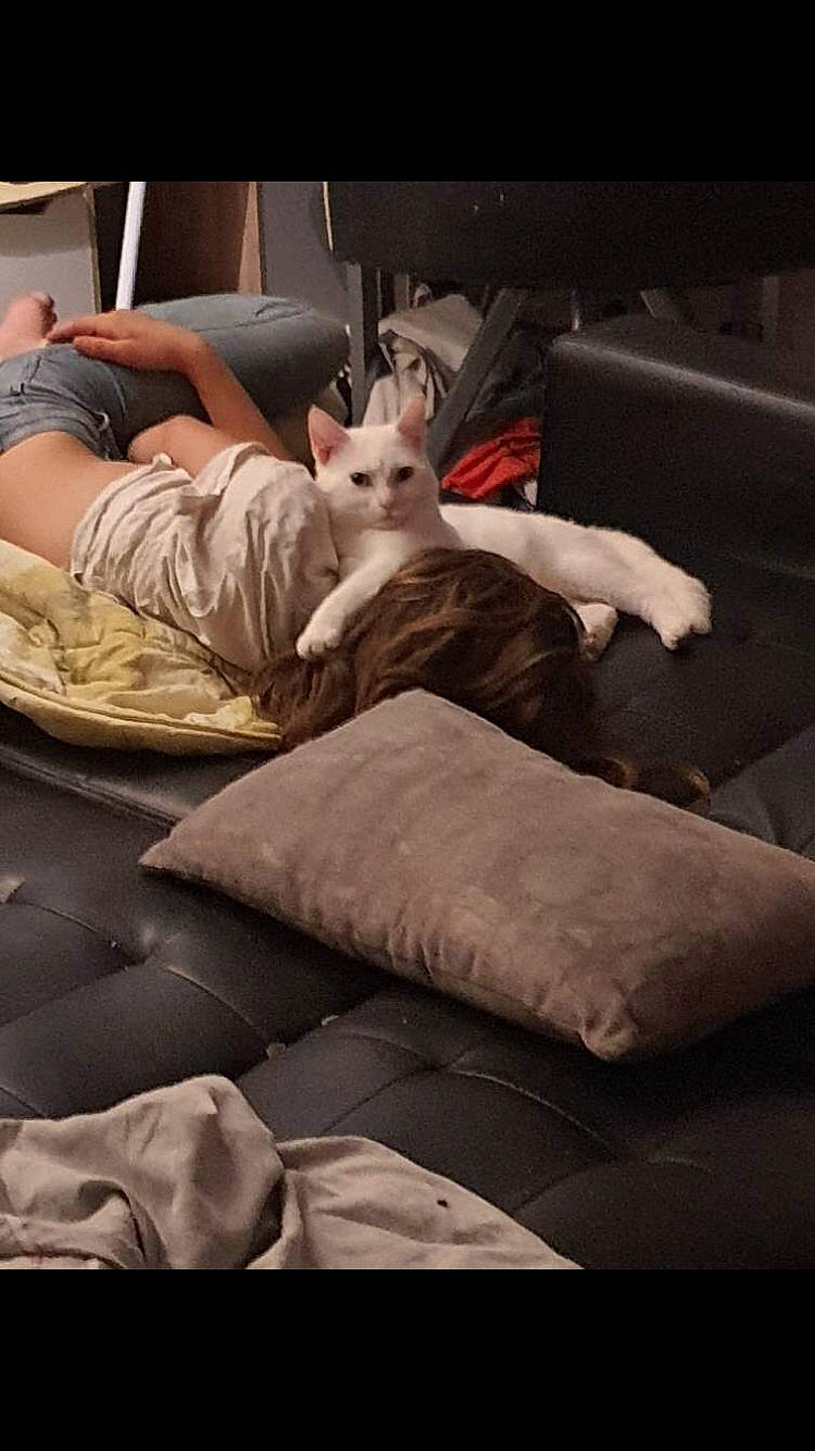 Bibou a rejoint le concours — aidez-le/la à gagner de superbes lots ! bed, bed_sheet, bedding, bedroom, blanket, carnivore, comfort, duvet, futon_pad, linens, living_room, non_sporting_group, room, studio_couch