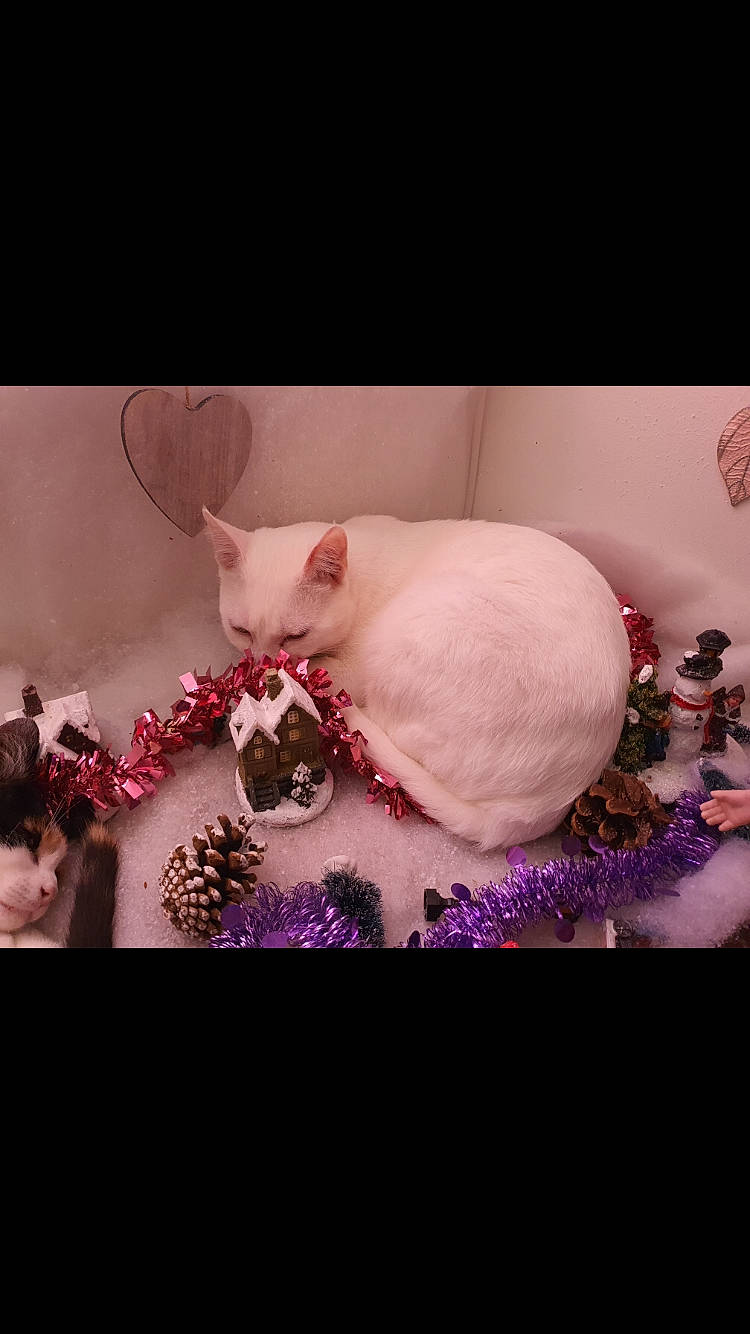 Bibou participe au concours pour gagner de l'argent avec cette photo : carnivore, cat, collar, fawn, felidae, fur, lavender, paw, pink, purple, small_to_medium_sized_cats, snout, vertebrate, violet, whiskers