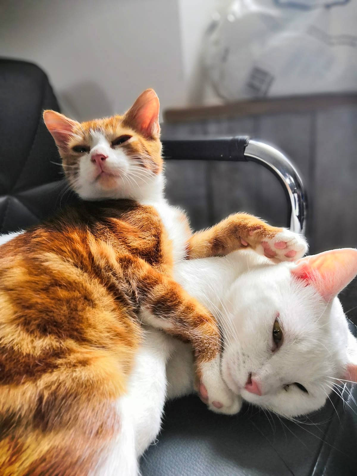 Simba participe au concours pour gagner de l'argent avec cette photo : carnivore, cat, claw, comfort, domestic_short_haired_cat, fawn, felidae, foot, fur, mammal, paw, sitting, small_to_medium_sized_cats, snout, tail, tree, vertebrate, whiskers