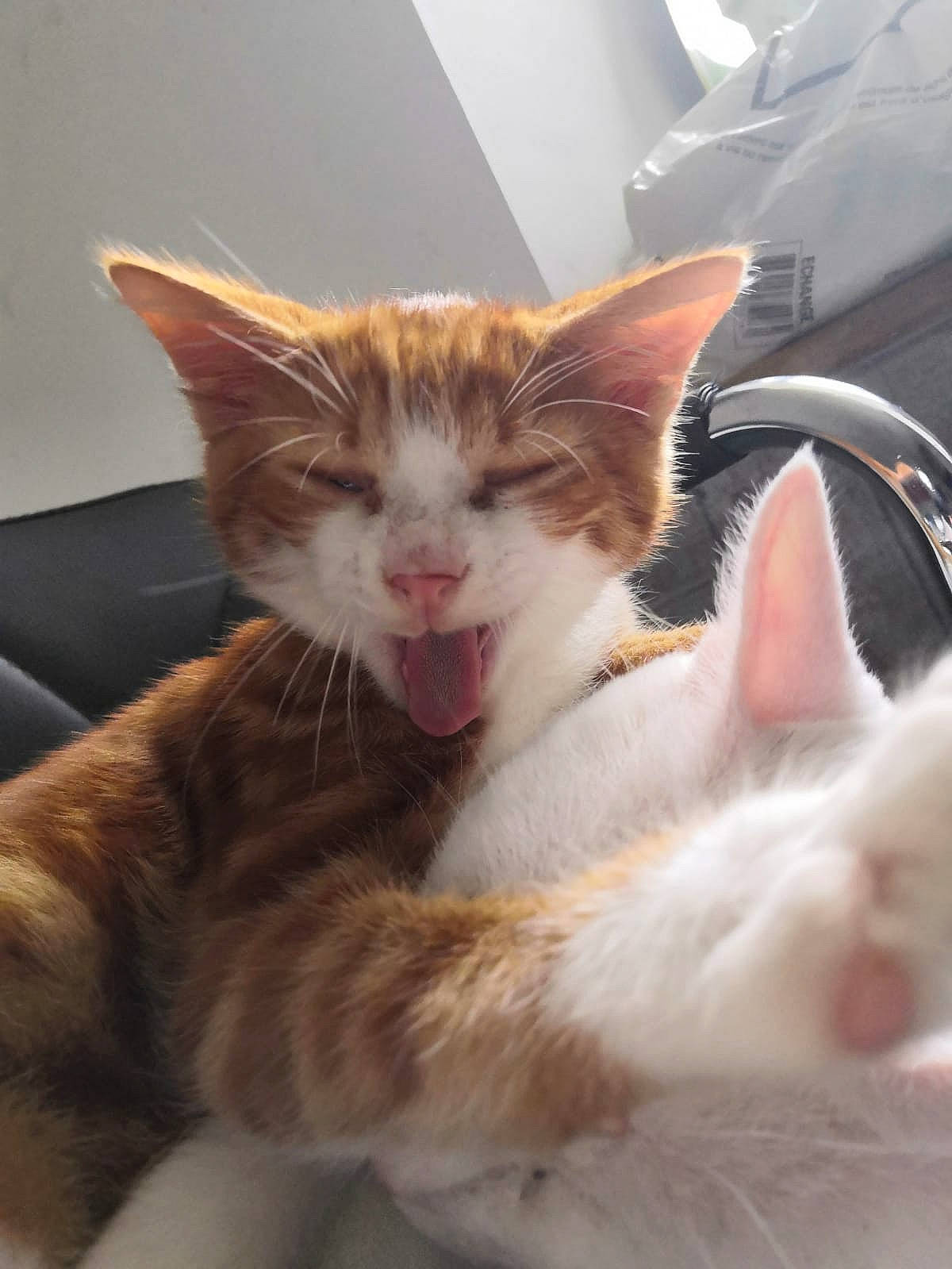 Simba a rejoint le concours — aidez-le/la à gagner de superbes lots ! carnivore, cat, claw, comfort, domestic_short_haired_cat, eye, fawn, felidae, foot, fur, head, paw, sitting, small_to_medium_sized_cats, snout, tail, whiskers