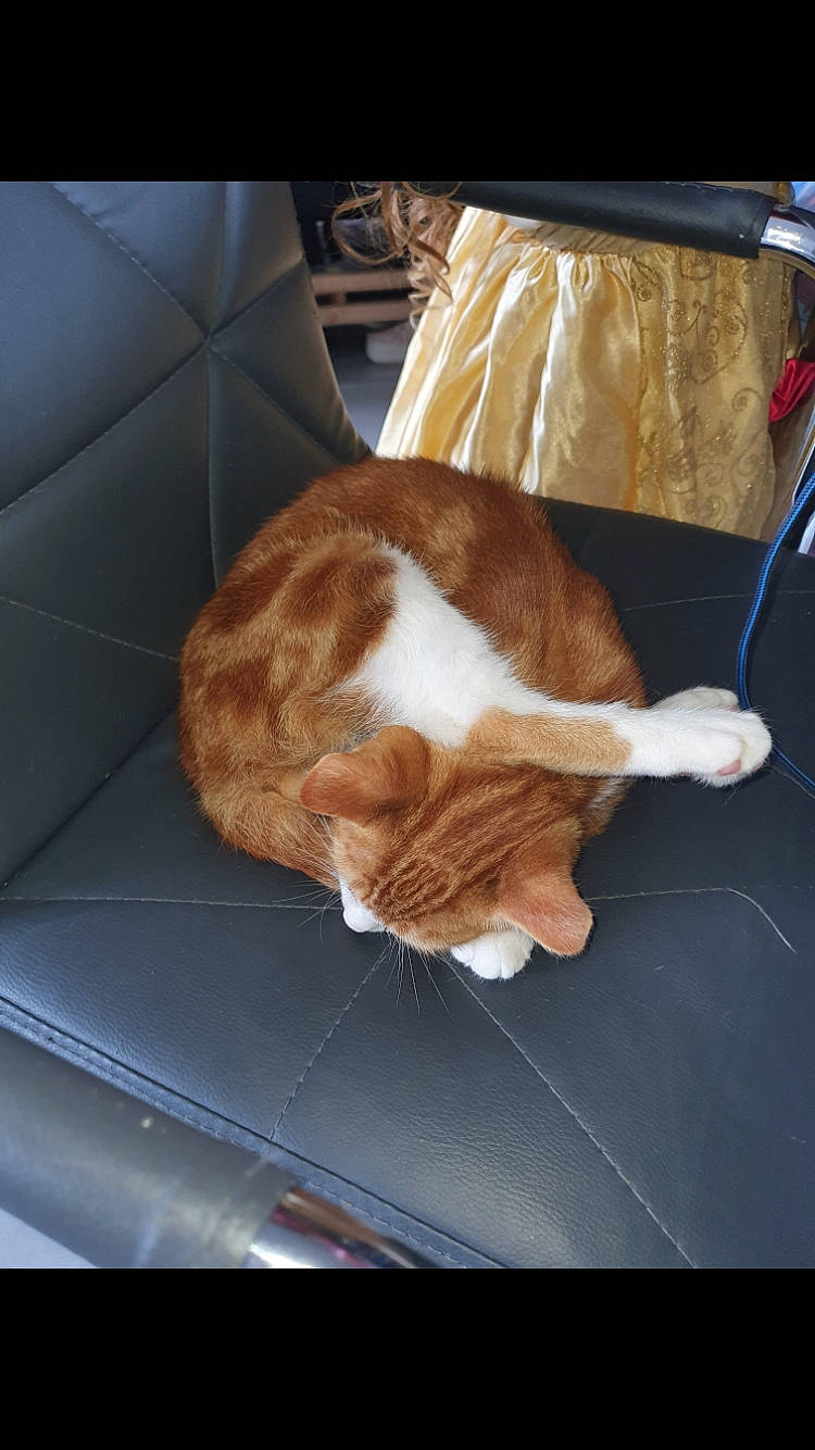 Simba a rejoint le concours — aidez-le/la à gagner de superbes lots ! bag, carnivore, cat, comfort, domestic_short_haired_cat, fawn, felidae, flooring, fur, lap, luggage_and_bags, paw, plant, small_to_medium_sized_cats, snout, tail, whiskers, window, windshield, wood