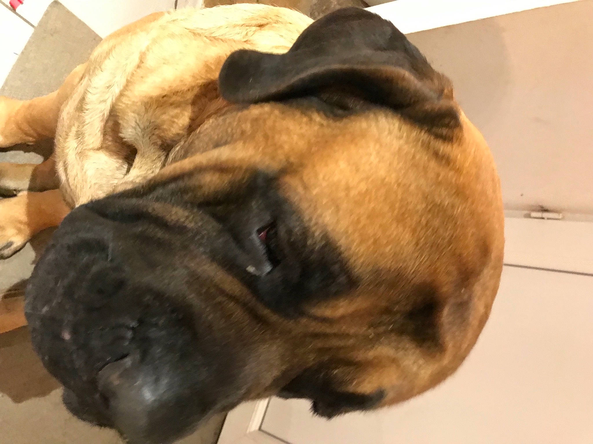 Zizounette participe au concours pour gagner de l'argent avec cette photo : canidae, carnivore, collar, companion_dog, dog, dog_breed, ear, fawn, fur, guard_dog, jaw, liver, paw, snout, sporting_group, terrestrial_animal, whiskers, working_animal, working_dog, wrinkle