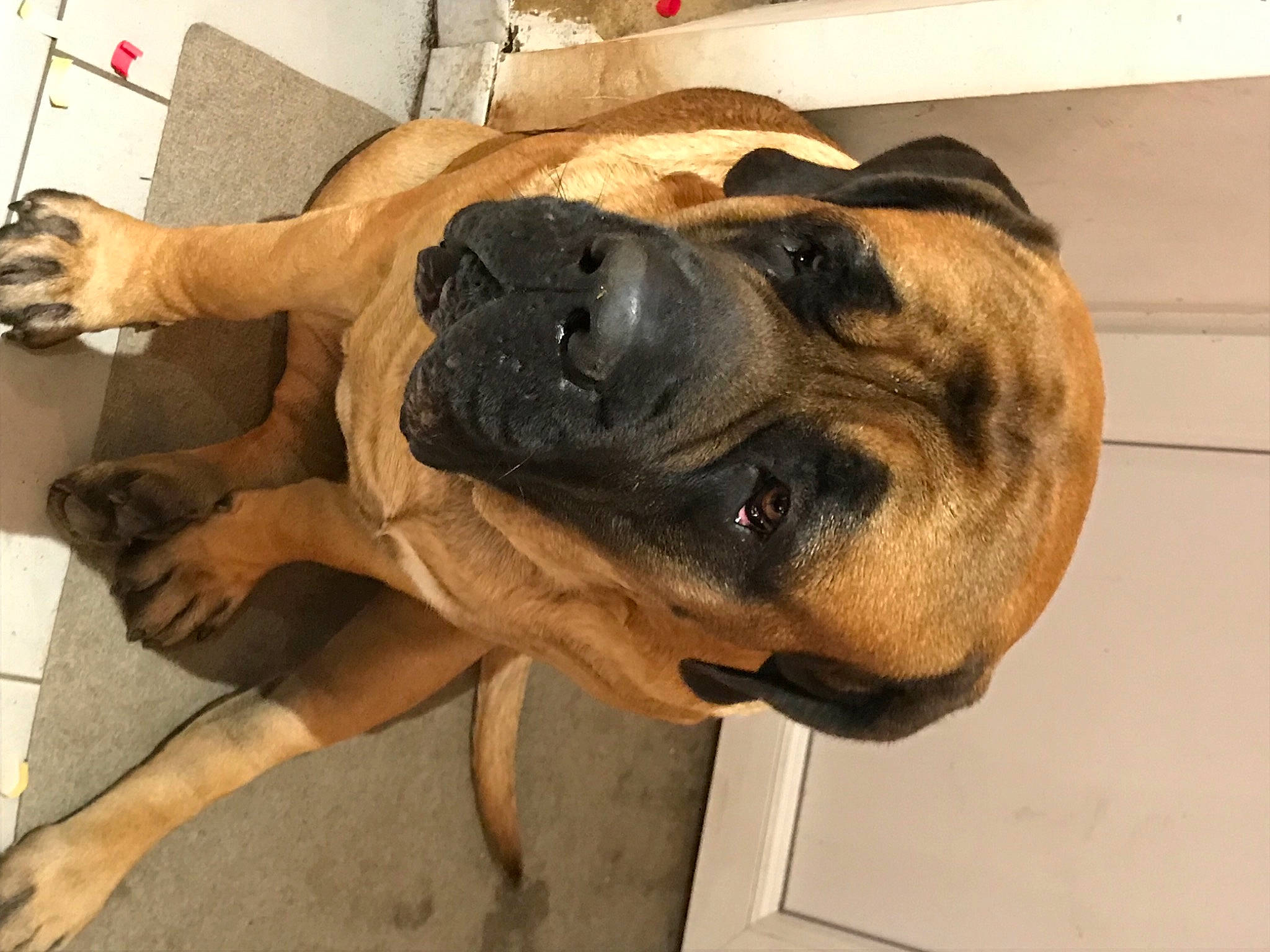 Zizounette participe au concours pour gagner de l'argent avec cette photo : ancient_dog_breeds, biting, canidae, carnivore, companion_dog, dog, dog_breed, fawn, guard_dog, molosser, non_sporting_group, paw, snout, sporting_group, tail, terrestrial_animal, whiskers, working_animal, working_dog, wrinkle