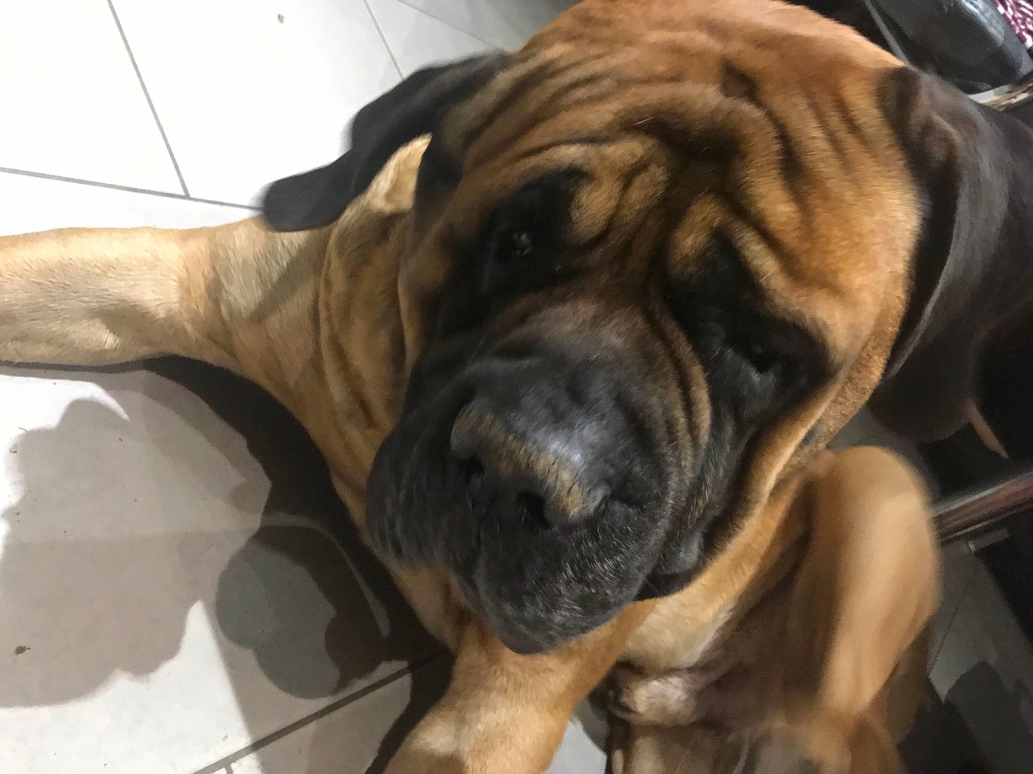 Zizounette participe au concours pour gagner de l'argent avec cette photo : biting, bored, canidae, carnivore, comfort, companion_dog, dog, dog_breed, fawn, foot, liver, molosser, paw, shar_pei, snout, sporting_group, terrestrial_animal, whiskers, working_dog, wrinkle