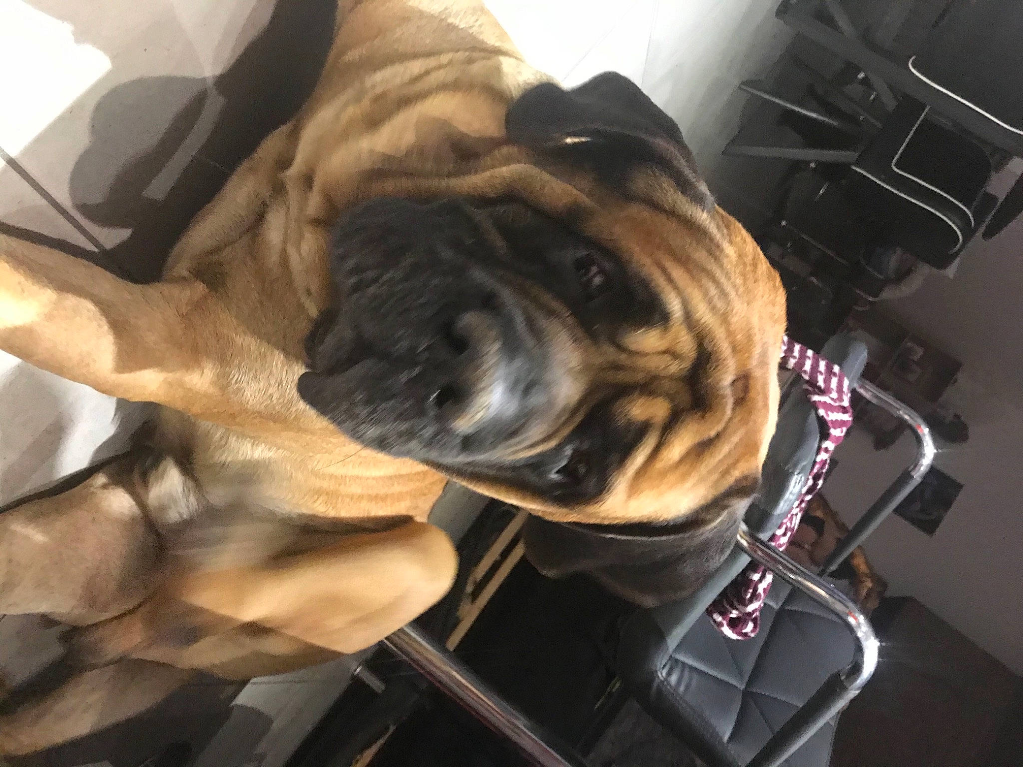 Zizounette a rejoint le concours — aidez-le/la à gagner de superbes lots ! auto_part, automotive_tire, canidae, carnivore, comfort, companion_dog, dog, dog_breed, dog_collar, eyewear, fawn, fur, metal, non_sporting_group, selfie, snout, sporting_group, whiskers, working_animal, wrinkle