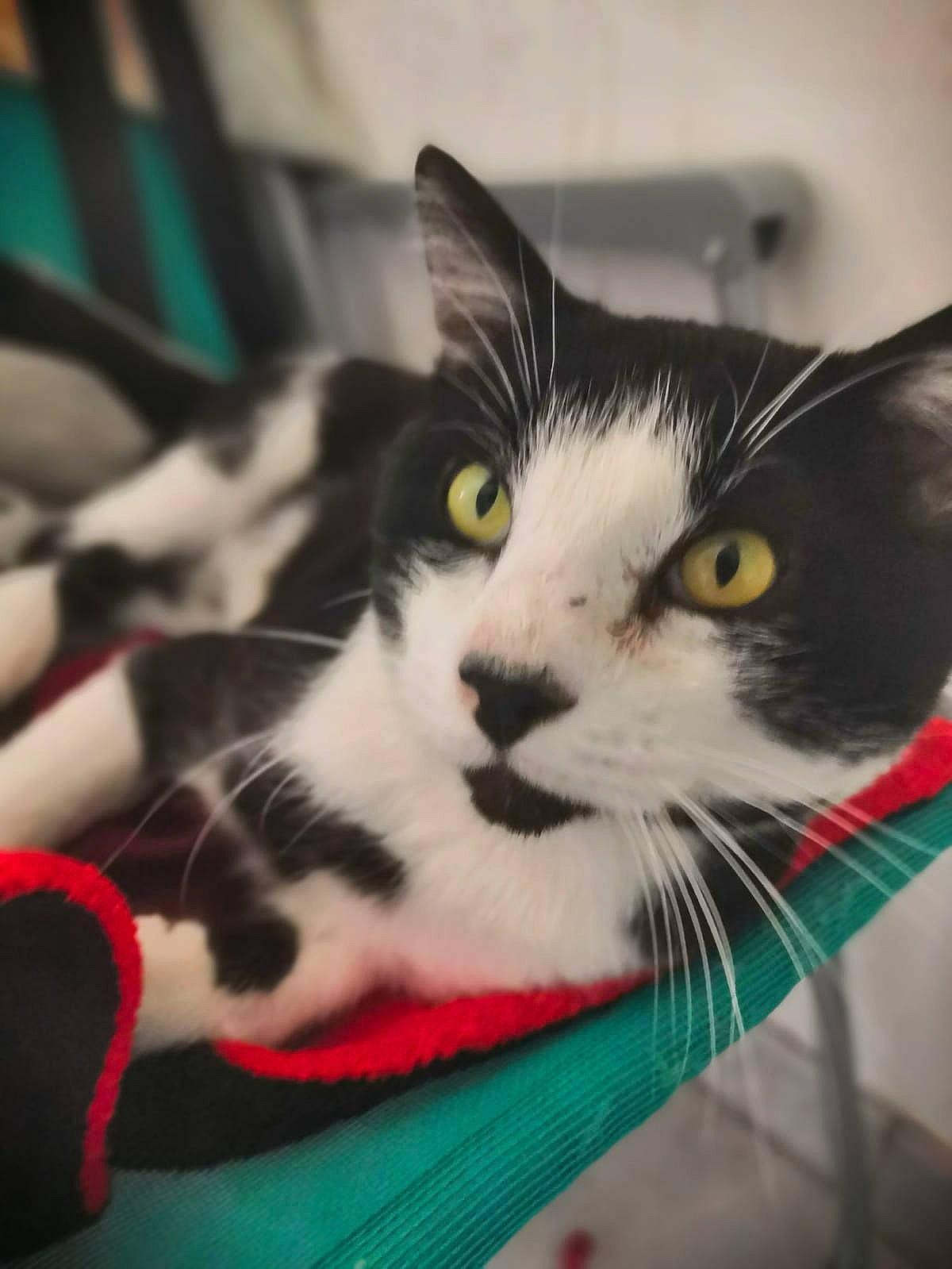 Minouche a rejoint le concours — aidez-le/la à gagner de superbes lots ! box, carnivore, cat, claw, comfort, domestic_short_haired_cat, eye, felidae, fur, paw, small_to_medium_sized_cats, snout, tail, whiskers