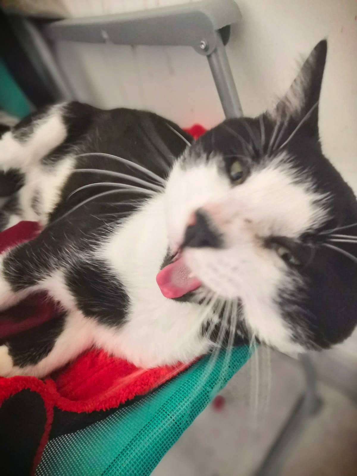 Minouche participe au concours pour gagner de l'argent avec cette photo : carmine, carnivore, cat, claw, cloud, comfort, companion_dog, domestic_short_haired_cat, felidae, foot, fur, lap, love, metal, nap, paw, small_to_medium_sized_cats, snout, tail, whiskers