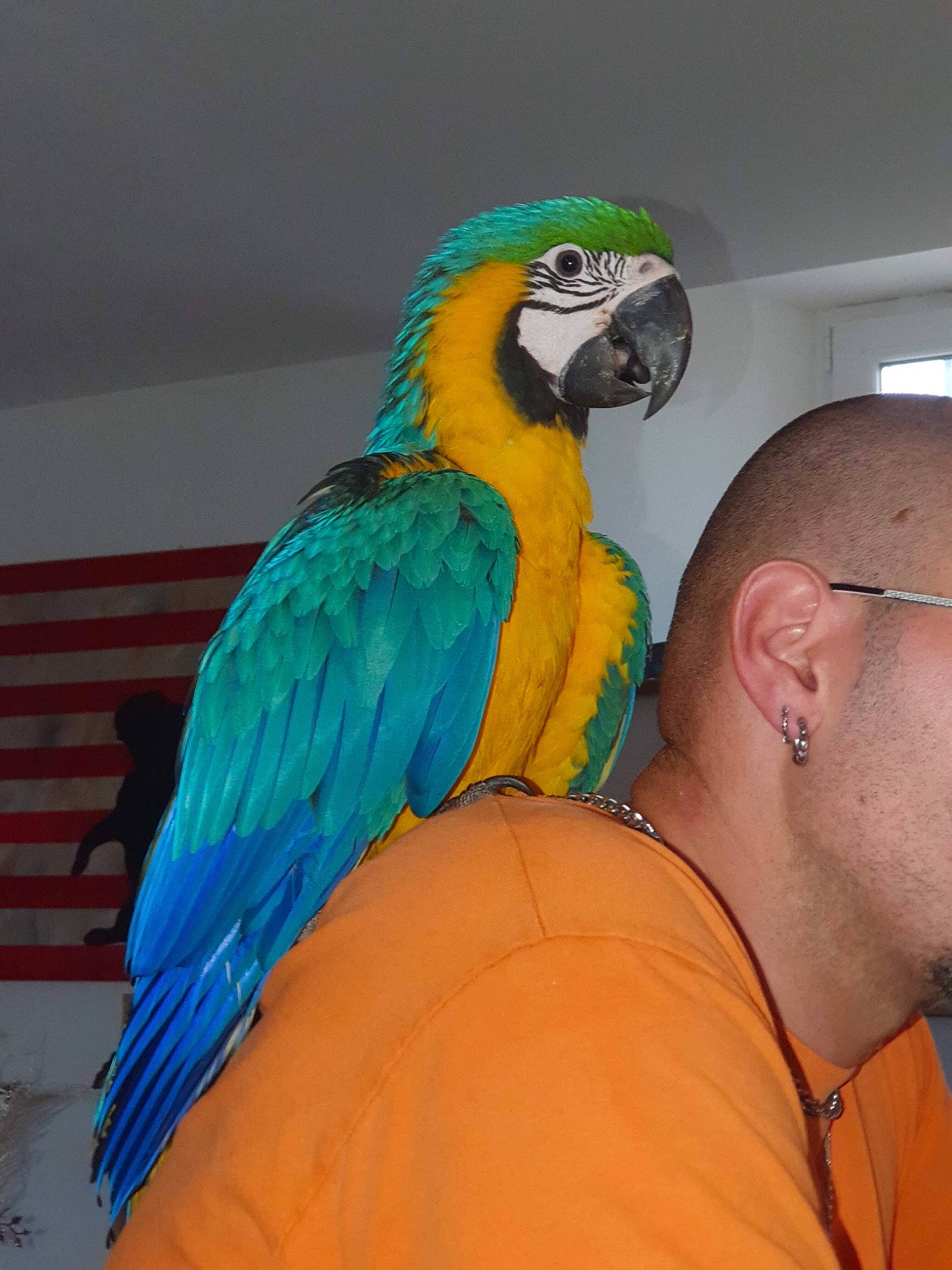 Coco a rejoint le concours — aidez-le/la à gagner de superbes lots ! beak, bird, budgie, electric_blue, feather, fun, macaw, natural_material, parakeet, parrot, t_shirt, tail, wildlife, wing