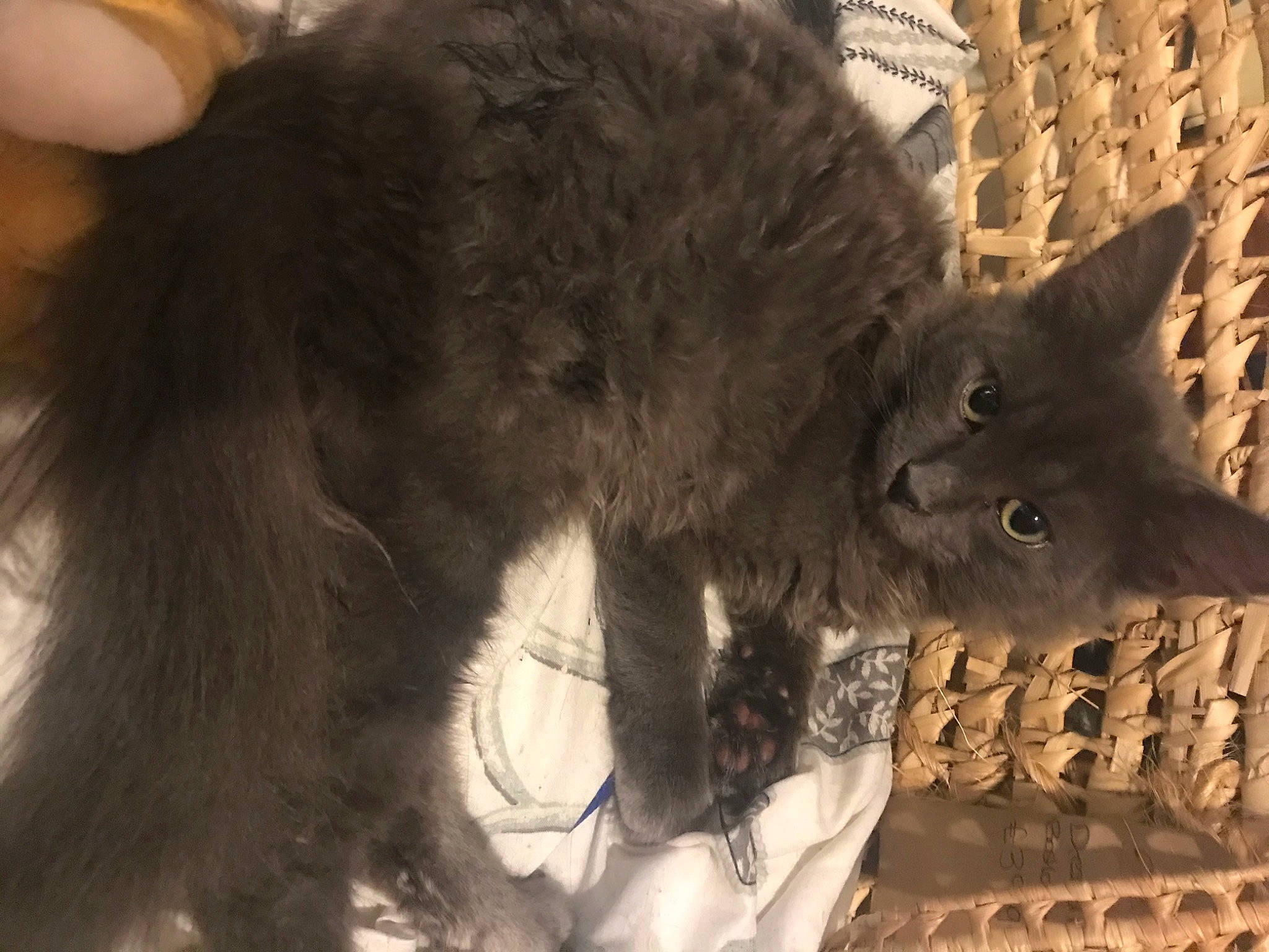 Ashley is registered to the contest to win money with this photo: canidae, carnivore, cat, felidae, fur, nebelung, small_to_medium_sized_cats, snout, whiskers