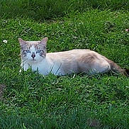 Arcane participe au concours pour gagner de l'argent avec cette photo : animal, cat, ears, eyes, feline, garden, grass, gray_fur, lawn, long_tail, lying_down, nature, outdoor, pet, photograph, relaxed, tabby, toy, whiskers, white_fur