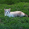 animal, cat, ears, eyes, feline, garden, grass, gray_fur, lawn, long_tail, lying_down, nature, outdoor, pet, photograph, relaxed, tabby, toy, whiskers, white_fur
