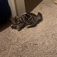 Sock joined the competition — help win amazing prizes! cat, kitten, tabby_cat, carpet, indoor, doorway, playing, toy_mouse, paws, fur, stripes, home_interior, suitcase, wall, trim, shadow, floor, small_pet, relaxed, carpet_texture