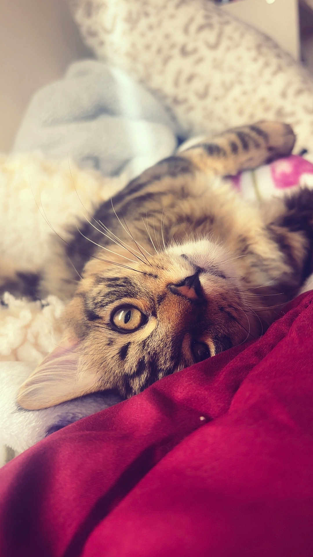 Sock is registered to the contest to win money with this photo: cat, kitten, tabby_cat, whiskers, close_up, feline, bed, blanket, bedding, pillow, fur, eye, ear, stripes, cozy, portrait, indoor, soft, relaxed, nap