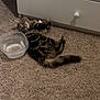 Sock joined the competition — help win amazing prizes! cat, kitten, tabby, fur, carpet, dresser, drawer, drawer_knob, water_bowl, plastic_container, indoor, pet, playful, lying_down, tail, whiskers, curious, eyes, floor, furniture