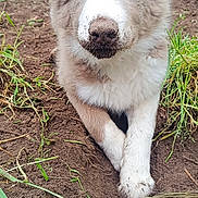 Bao participe au concours pour gagner de l'argent avec cette photo : puppy, dog, blue_eyes, dirt, outdoor, soil, greenery, grass, animal, cute, young_dog, curious, nature, pet, mammal, fur, portrait, closeup, playful, daylight