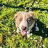 Bao a rejoint le concours — aidez-le/la à gagner de superbes lots ! puppy, dog, grass, daisies, flowers, leash, outdoor, happy, smiling, pet, cute, animal, nature, sunlight, greenery, young, playful, fur, blue_eyes, summer