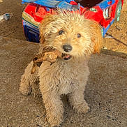 Cora is registered to the contest to win money with this photo: puppy, dog, curly_fur, stick, toy_car, outdoor, sunlight, concrete, playful, pet, animal, brown, cute, young_dog, fluffy, small_dog, sitting, daylight, background, yard