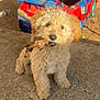 puppy, dog, curly_fur, stick, toy_car, outdoor, sunlight, concrete, playful, pet, animal, brown, cute, young_dog, fluffy, small_dog, sitting, daylight, background, yard