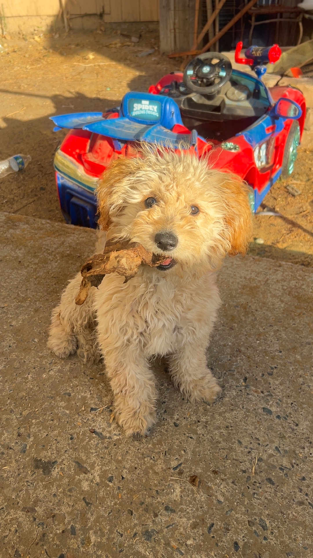 Cora is registered to the contest to win money with this photo: puppy, dog, curly_fur, stick, toy_car, outdoor, sunlight, concrete, playful, pet, animal, brown, cute, young_dog, fluffy, small_dog, sitting, daylight, background, yard