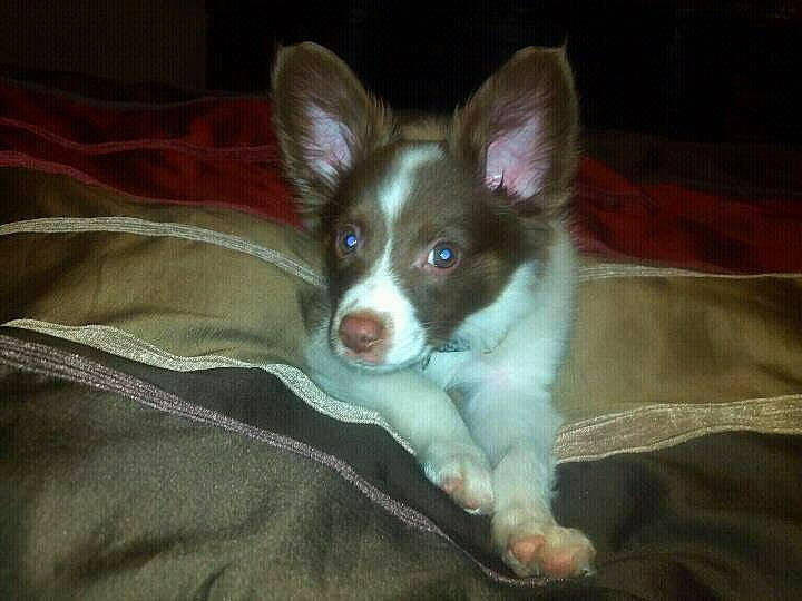 Zach is registered to the contest to win money with this photo: canidae, cardigan_welsh_corgi, carnivore, companion_dog, corgi_chihuahua, dog, dog_breed, ear, fawn, mammal, papillon, puppy, snout, sporting_group, teddy_roosevelt_terrier, vertebrate, whiskers