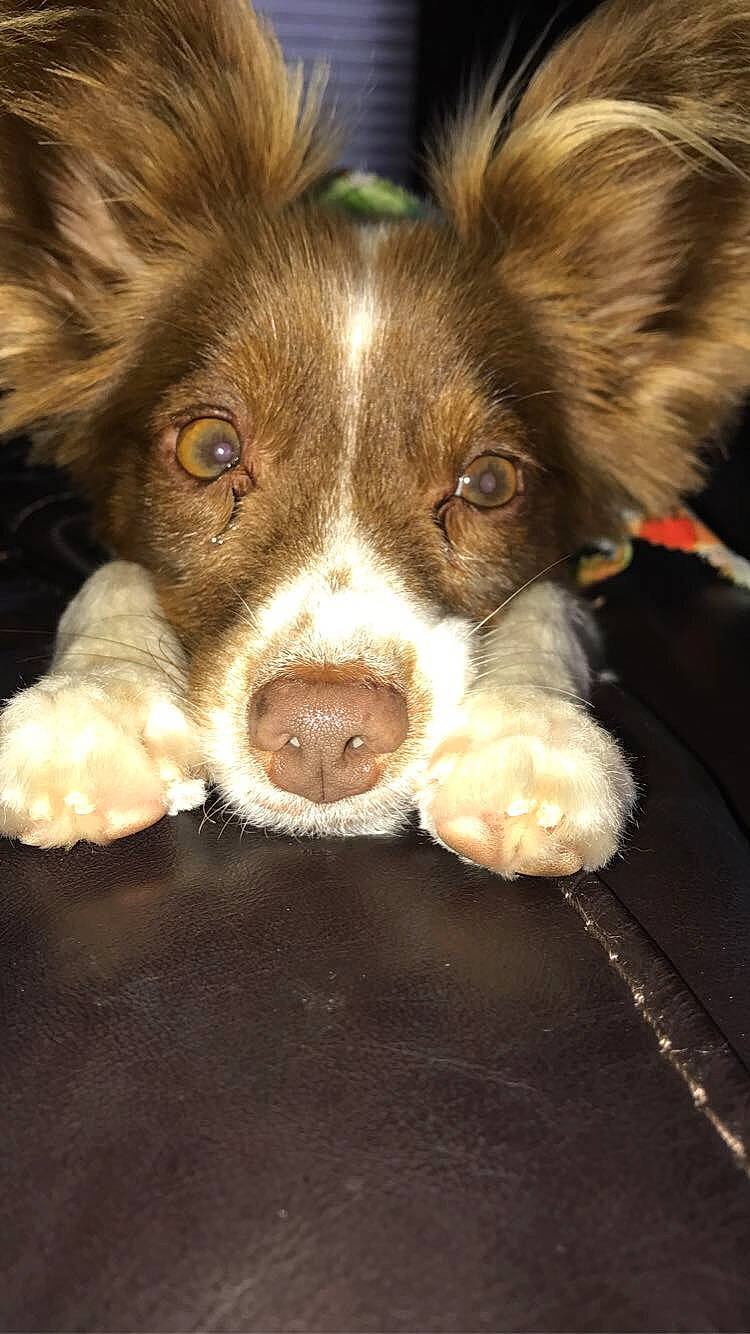 Zach is registered to the contest to win money with this photo: australian_shepherd, border_collie, canidae, carnivore, companion_dog, dog, dog_breed, ear, fawn, fur, miniature_australian_shepherd, nose, puppy, snout, sporting_group, whiskers