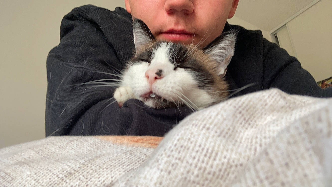 Serrafina a rejoint le concours — aidez-le/la à gagner de superbes lots ! beard, carnivore, cat, claw, comfort, domestic_short_haired_cat, ear, felidae, fur, gesture, leg, moustache, nail, nap, nose, paw, small_to_medium_sized_cats, snout, textile, whiskers