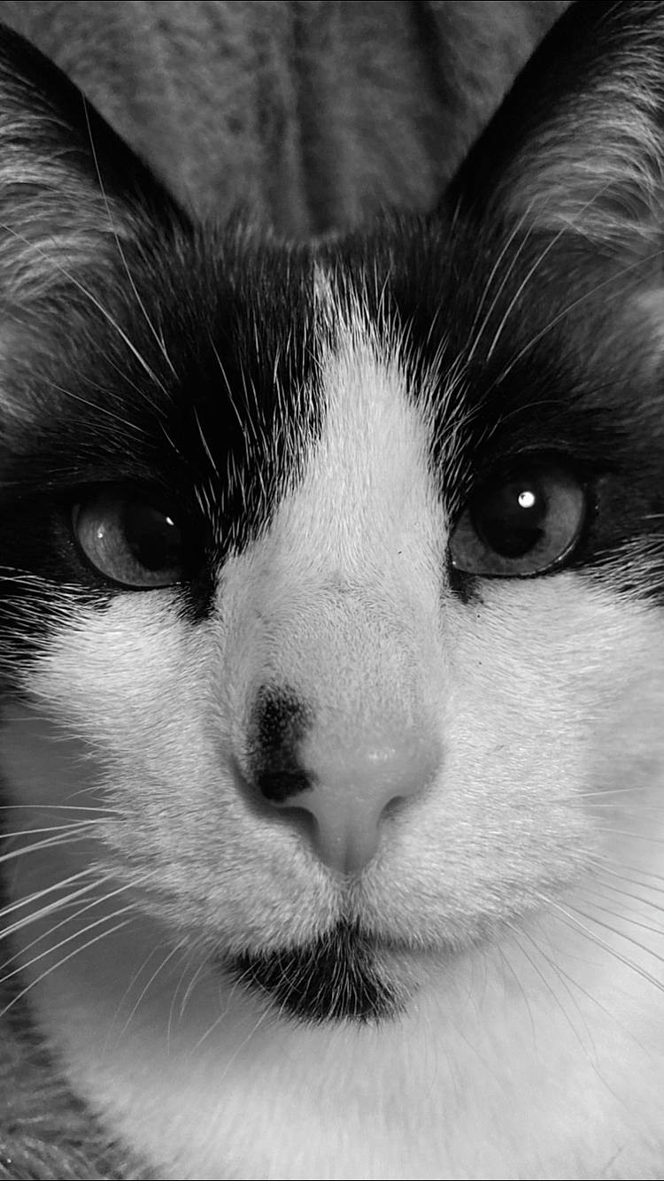 Serrafina participe au concours pour gagner de l'argent avec cette photo : black_and_white, carnivore, cat, close_up, domestic_short_haired_cat, felidae, fur, monochrome, monochrome_photography, small_to_medium_sized_cats, snout, style, terrestrial_animal, whiskers, window